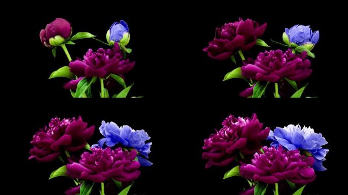 黑色背景上盛开的一堆勃艮第和蓝色牡丹的时间流逝。盛开的牡丹花朵打开，特写。婚礼背景，情人节。4K U