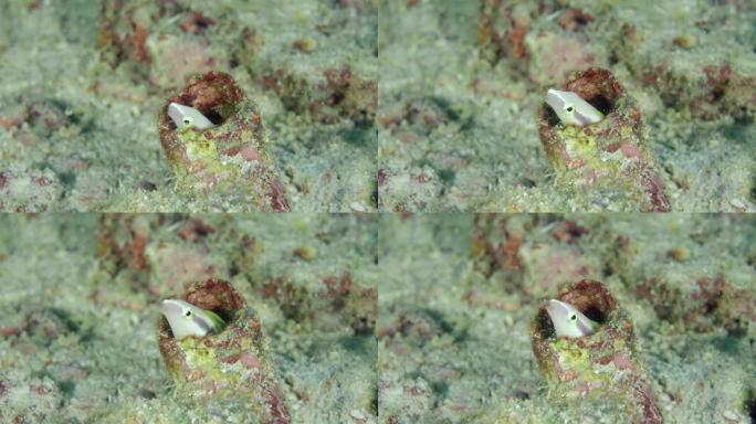 小珊瑚鱼细长剑齿纹。特写