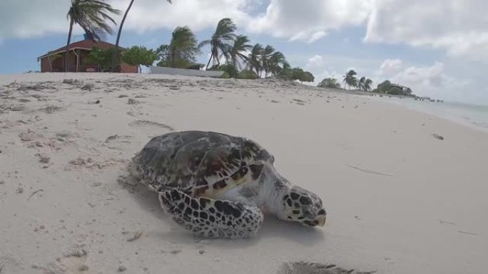 海龟在加勒比海的沙滩上爬行到自由。野生动物保护区