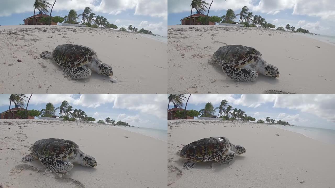 海龟在加勒比海的沙滩上爬行到自由。野生动物保护区