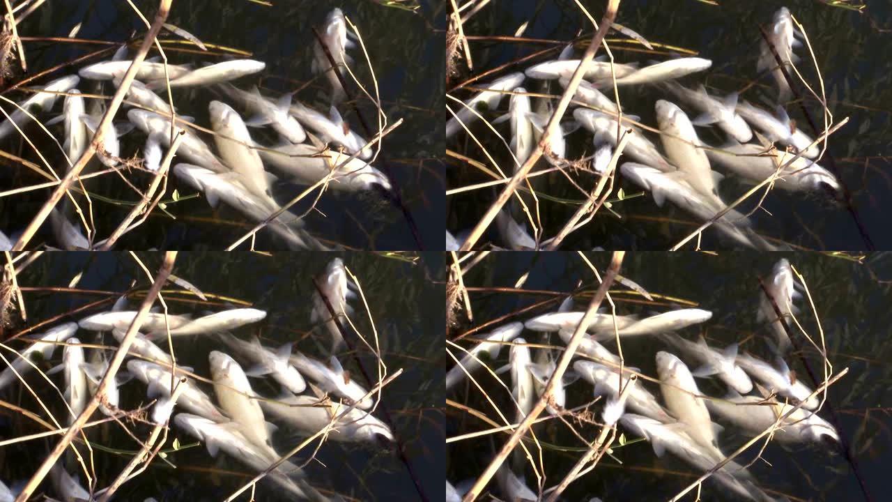 烂水污染河流中的死鱼
