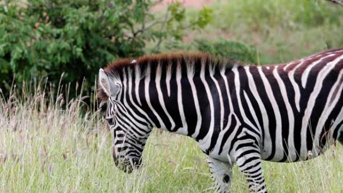 南非大草原上的斑马。美丽的野生动物在自然界-动物和野生动物的概念
