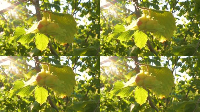 榛子在带有阳光的农场花园的树枝上成熟。坚果是健康减肥饮食的膳食纤维，蛋白质和维生素的良好来源。有机生