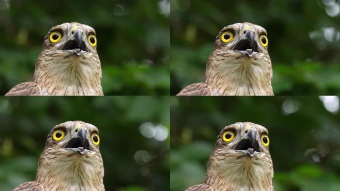 欧洲雀鹰，accipiter nisus，成人肖像，诺曼底，慢动作4K