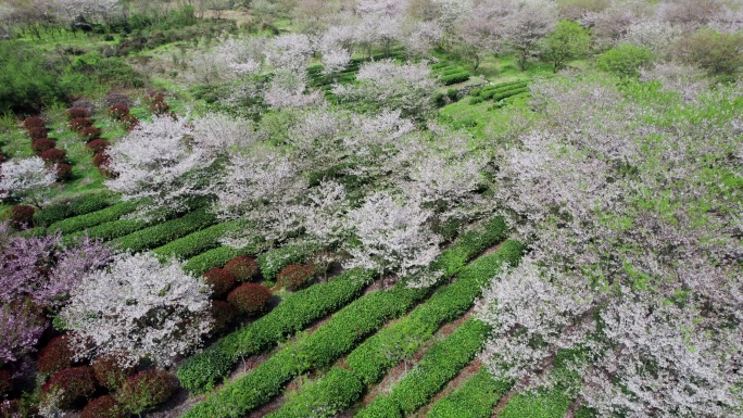 航拍绍兴上虞章镇张村樱花谷