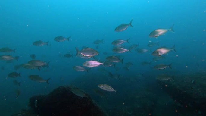 深水肺潜水 -- 靠近相机的杰克鱼学校