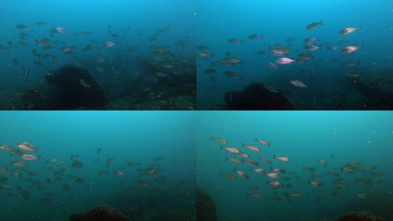 深水肺潜水 -- 靠近相机的杰克鱼学校