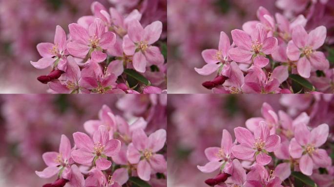 特写粉色亚洲野生蟹树花