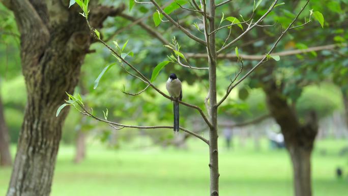 公园里树梢上唱歌的小鸟