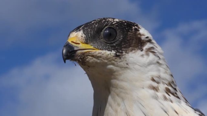 Honey Buzzard，pernis apivorus，成人负责人，法国诺曼底，慢动作4K