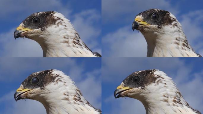 Honey Buzzard，pernis apivorus，成人负责人，法国诺曼底，慢动作4K