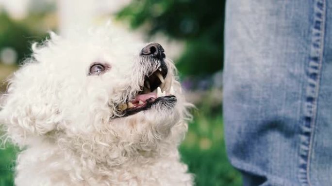 狮子狗。白色贵宾犬的脸，看起来方向不同。