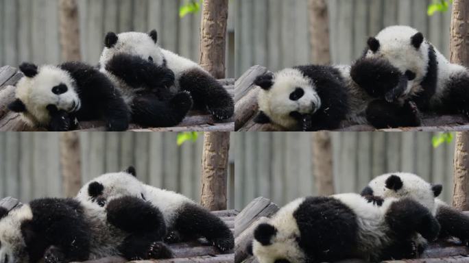 玩耍嬉戏可爱的大熊猫特写