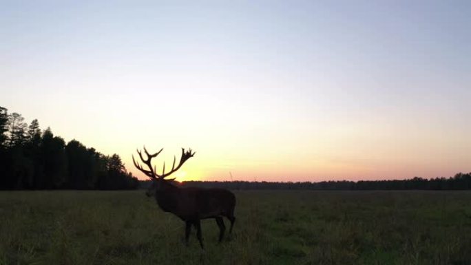 夕阳下的马鹿 (Cervus elaphus) 鸟瞰图