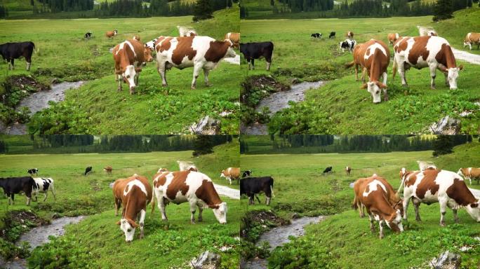 牧场上的高山奶牛牛吃草高原畜牧业视频素材