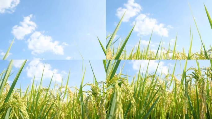 倾斜稻米纤维粮食种植农业发展视频素材