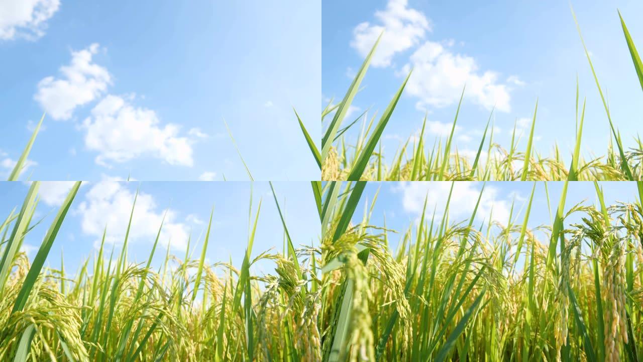 倾斜稻米纤维粮食种植农业发展视频素材