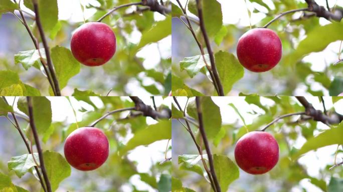 关闭树上的红苹果红苹果