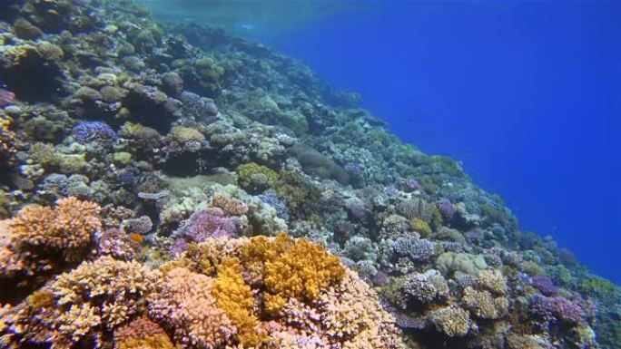 美丽的珊瑚礁上的海洋生物，红海上有很多热带鱼-Marsa Alam