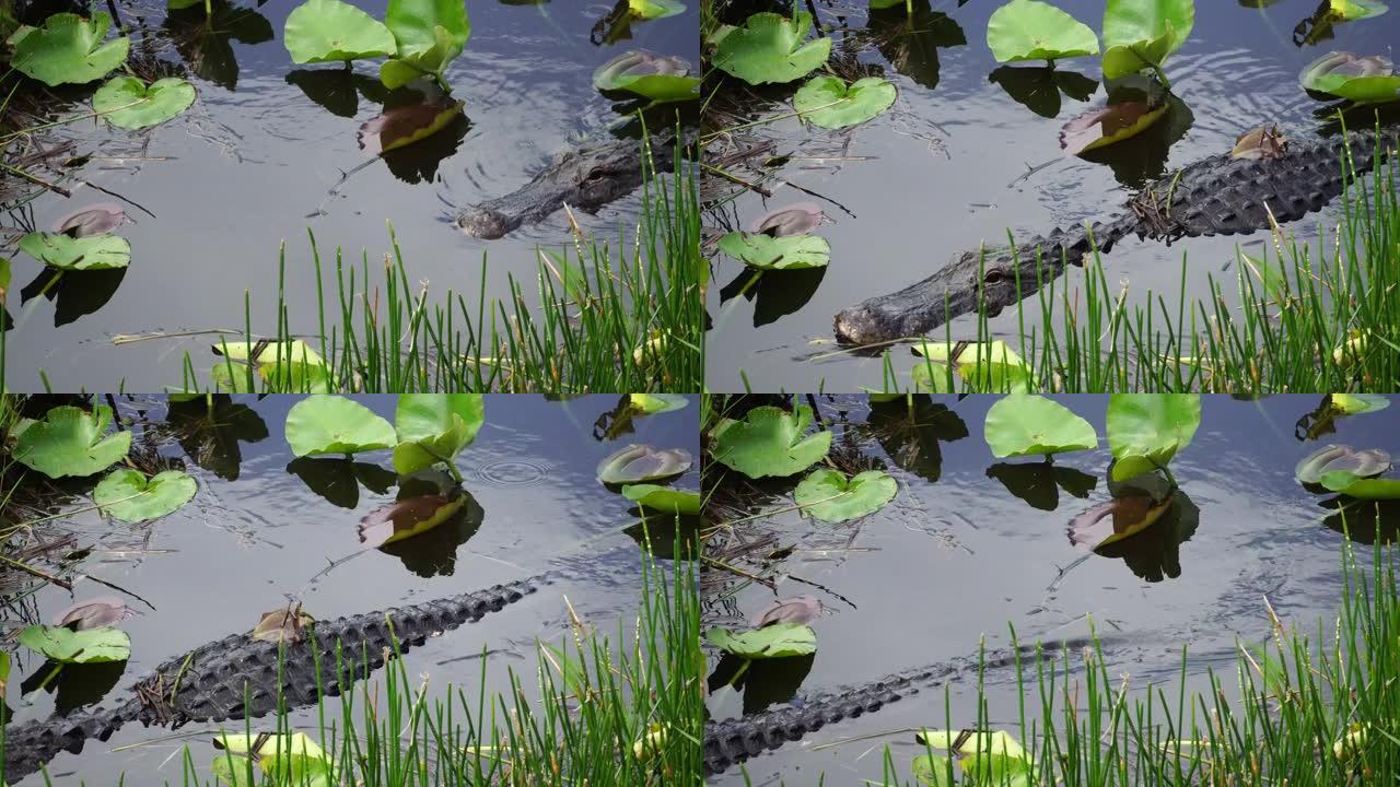 鳄鱼在佛罗里达大沼泽地国家公园游泳。4K