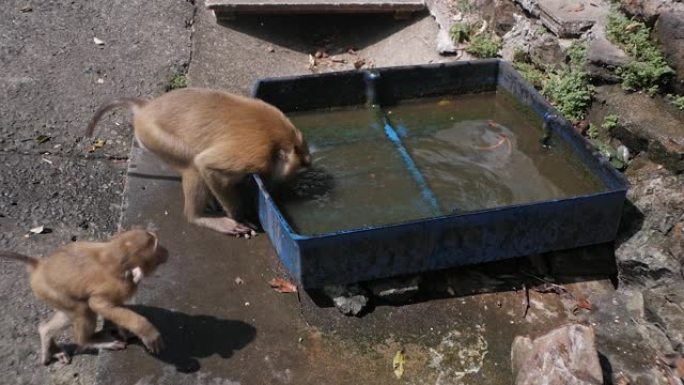一科猴子在盛水的容器里洗澡。野生动物的有趣世界。