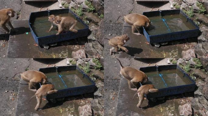 一科猴子在盛水的容器里洗澡。野生动物的有趣世界。