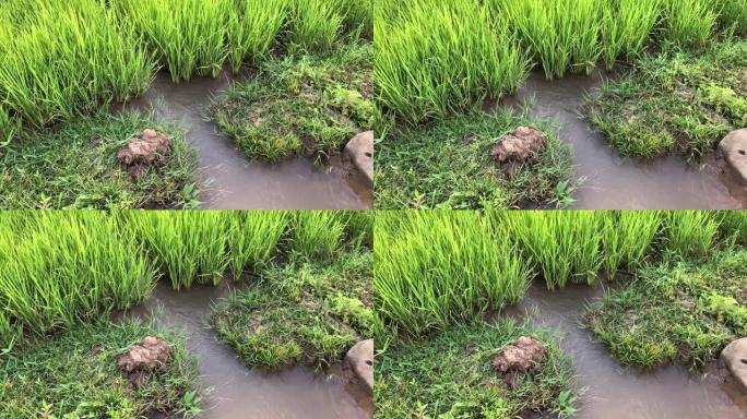稻田里的水稻幼苗，水从大自然流到田间，南邦，在泰国北部。