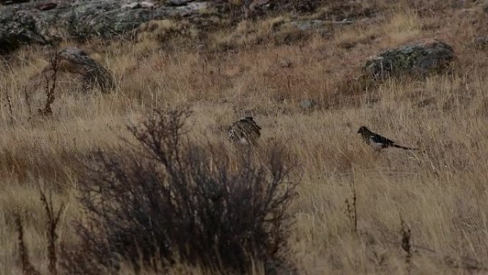 红尾鹰保护猎物生态环境视频素材野生动物