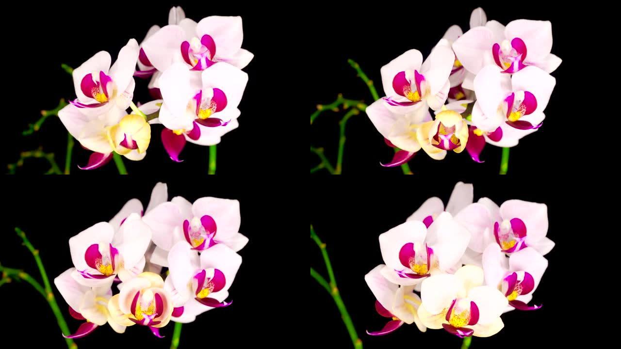 盛开的白色兰花蝴蝶兰花