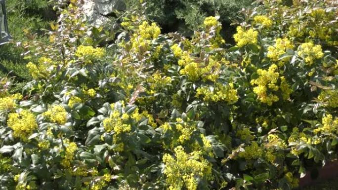 黄色的花 (拉丁语.Mahonia aquifolium)