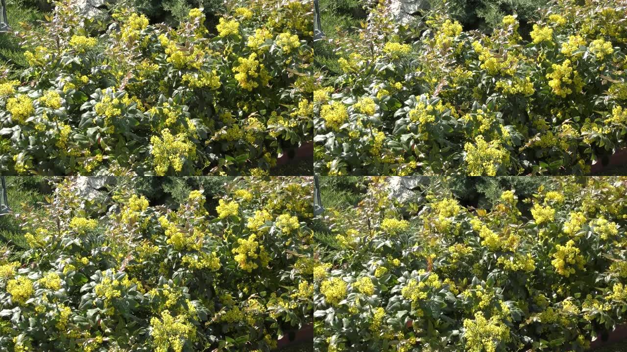 黄色的花 (拉丁语.Mahonia aquifolium)