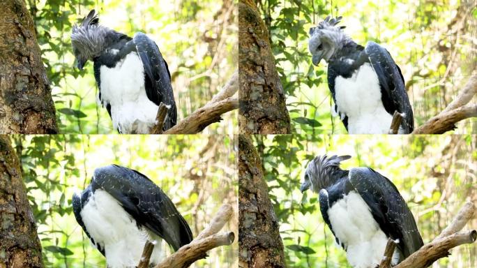 竖琴鹰 (Harpia harpyja) 是鹰的新热带物种。它也被称为美国哈皮鹰，以区别于巴布亚鹰
