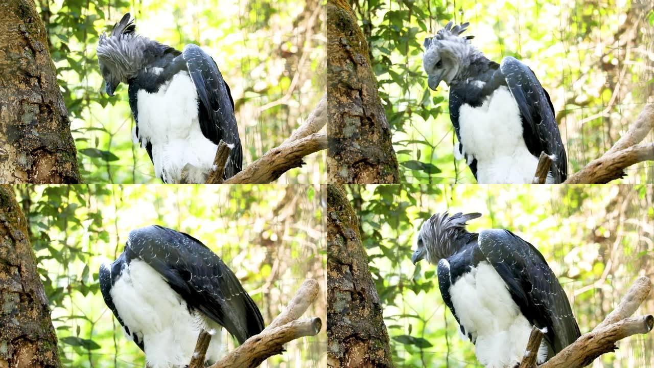 竖琴鹰 (Harpia harpyja) 是鹰的新热带物种。它也被称为美国哈皮鹰，以区别于巴布亚鹰
