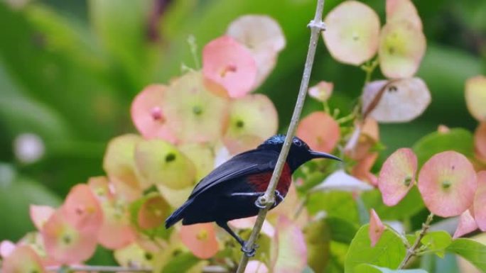 紫喉太阳鸟喜欢在花心皮中找到花蜜。