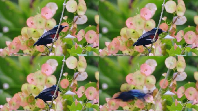紫喉太阳鸟喜欢在花心皮中找到花蜜。