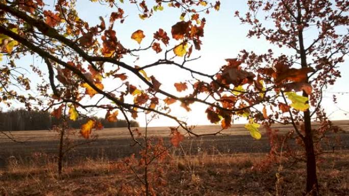 美丽明亮的日落穿过秋天橡树林中落叶的橡树