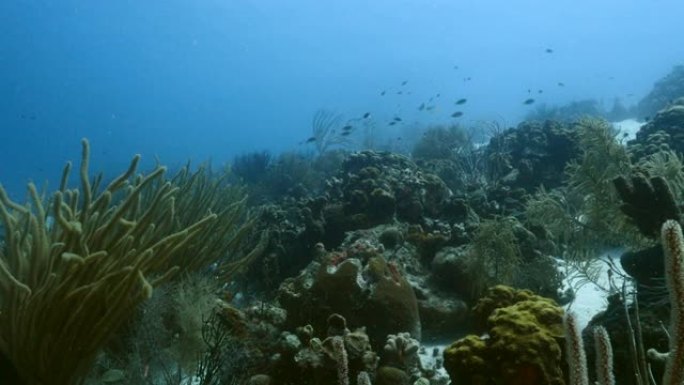 库拉索岛周围加勒比海珊瑚礁的海景，有鱼，珊瑚和海绵