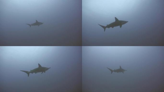 马尔代夫深处的扇形锤头鲨
