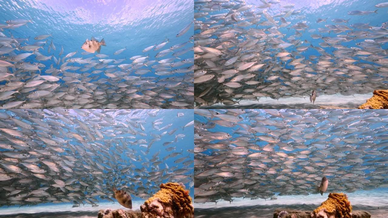 加勒比海珊瑚礁浅水中的诱饵球/鱼类和幼鱼