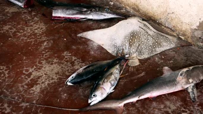 新鲜捕获的鱼帆金枪鱼鲨鱼和黄貂鱼躺在市场的水泥地板上