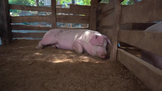 有机农场的大猪，近体户在地上睡觉，肉类工业的养猪牲畜