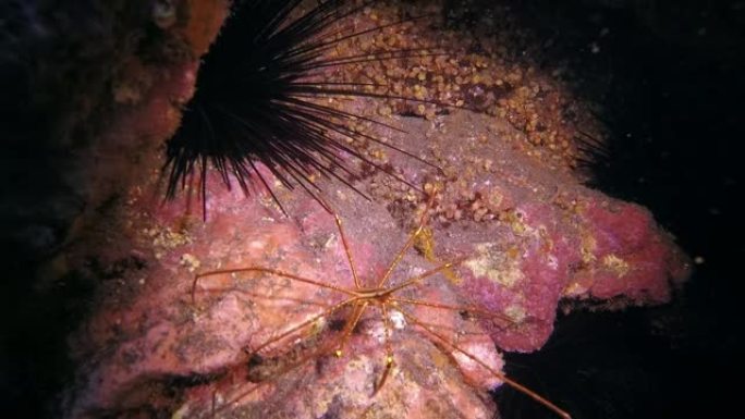 大西洋火山起源底部的水下海蜘蛛。