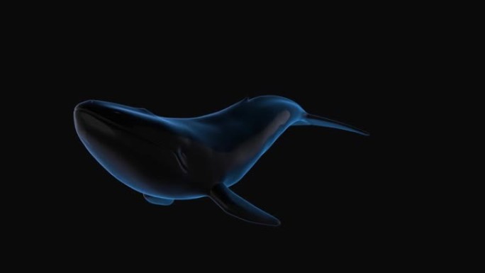 蓝鲸3d渲染。黑色光泽鲸鱼环旋转。