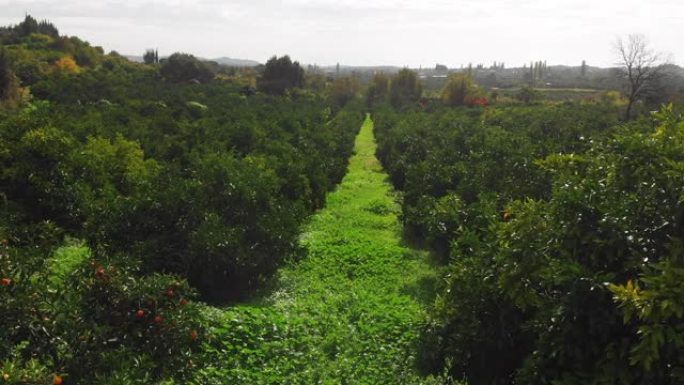 橘子花园的鸟瞰图绿色