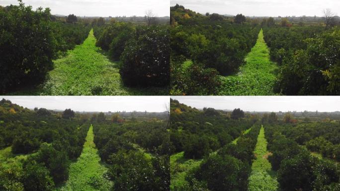 橘子花园的鸟瞰图绿色