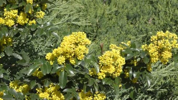 黄色的花 (拉丁语.Mahonia aquifolium)