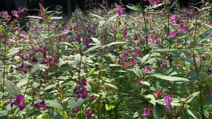 森林中的紫色野花花朵花卉清新美好原生态树