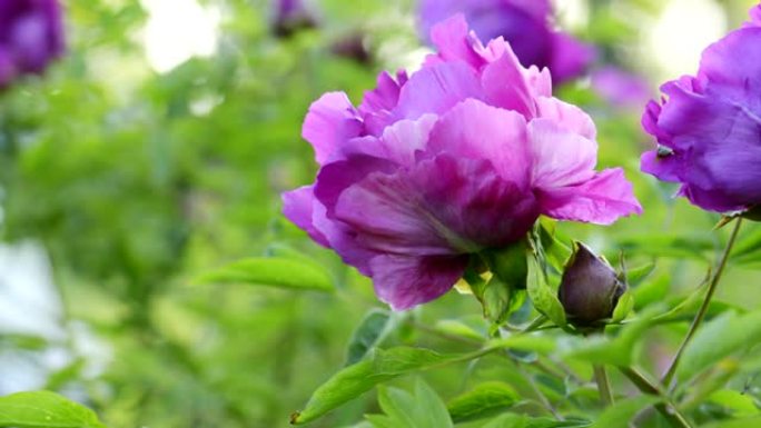 紫牡丹花自然背景