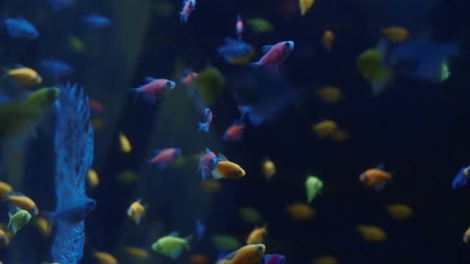 软珊瑚和鱼类的种类，紫罗兰或紫外线下的lillac水族馆。紫色荧光热带水生天堂异国情调背景，粉色珊瑚