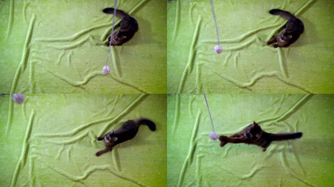 索马里的小猫跳上相机，慢动作